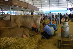 Supermercado do Mundo: Paraná tem 9 cidades na liderança da produção agropecuária nacional